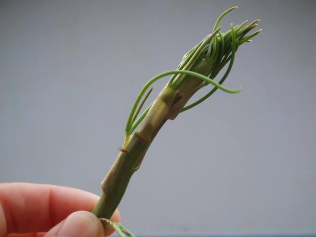 山のアスパラガス 田舎暮らし くまちゃんちの 物部村日記